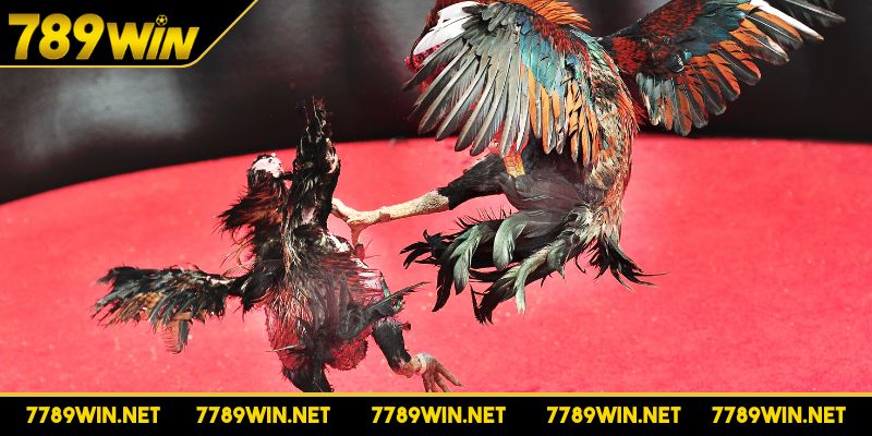 Nhà phát hành WS168 giám sát chặt chẽ các trận đấu