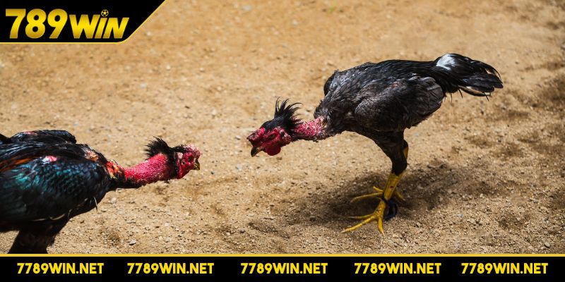 Kèo cá cược dựa trên chiến thuật và khả năng của chiến kê