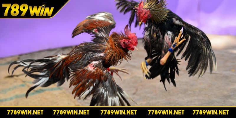 Đá gà 789WIN đảm bảo tốc độ truyền tải ổn định