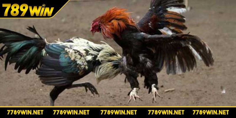 Đá gà cựa dao đầy kịch tính và nhịp độ nhanh