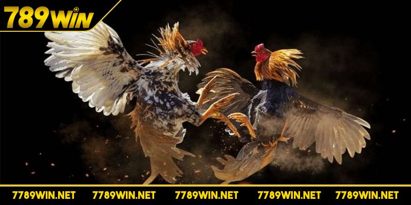 Phân bổ vốn theo chiến lược cho từng vòng chơi