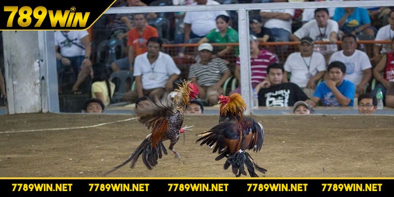 Gà chiến được tuyển chọn kỹ càng với tiêu chí khắt khe