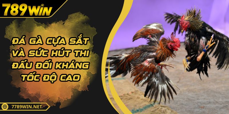 Đá Gà Cựa Sắt Và Sức Hút Thi Đấu Đối Kháng Tốc Độ Cao