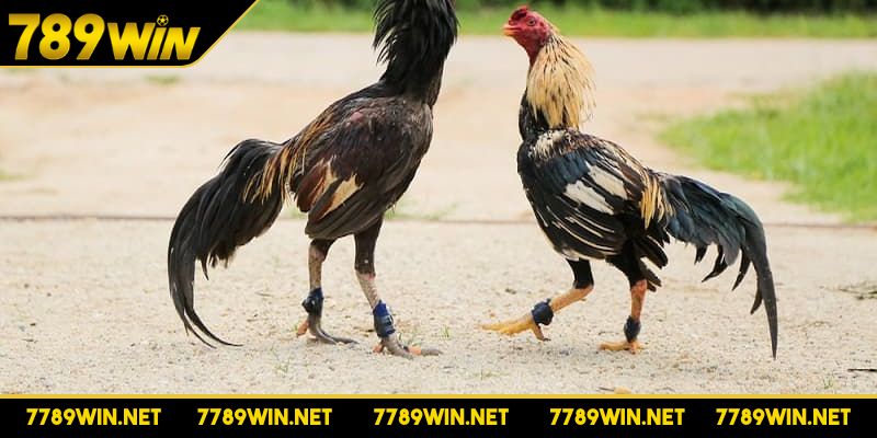 Đặt ra quy tắc cược cho từng ngày để không bị rủi ro