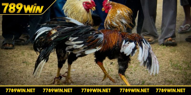 Kết quả sẽ được công bố khi chiến kê không thể thi đấu tiếp