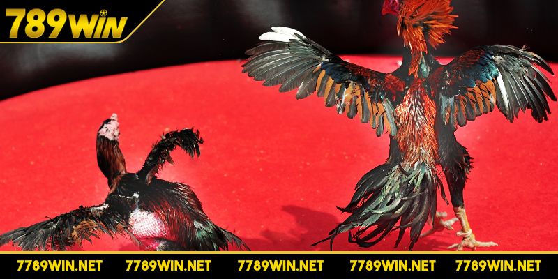 Đá gà cựa sắt phát sóng minh bạch và chất lượng